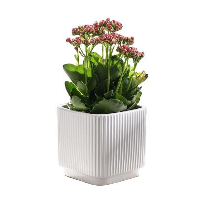 China Thickening minimalist ceramic creative desktop personality flower pot potted flower pot for sale