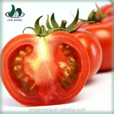 China Fresh tomato the latest production new product 2 years shelf life fresh canned peeled tomato for sale