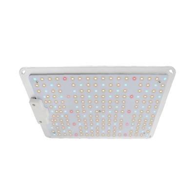 China Seed Starting 2021 Best Selling Commercial To Grow Light LED QP120 High PPFD 2.7umol/J Accept Dimming Waterproof Led Daicy String Greenhouse Light for sale