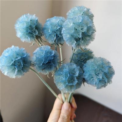 China Widely Used Manufacturers Wholesale INS Reed Wedding Decorations Super Hot Pampas Grass Dried Flower Bouquet for sale