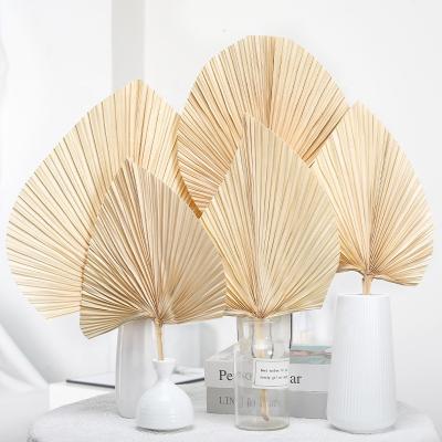 China INS style G-033 CIS style white dry natural palm leaf for wedding decoration home wholesale for sale