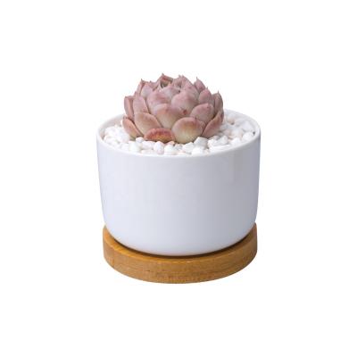 China Simply Succulent Pots Fits Wider Variety Of Ceramic Plants Flower Planter Pot With Bamboo Tray for sale