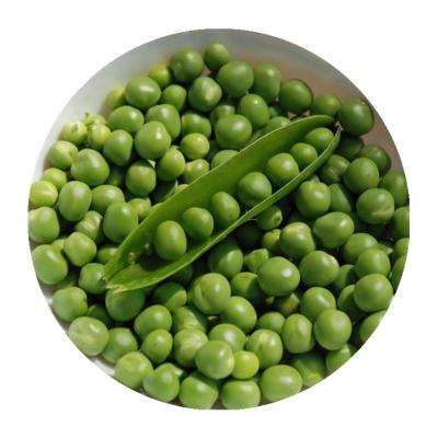 China Canned Green Beans Wholesale Raw Material Pizza Salad Equipment Canned Peas for sale