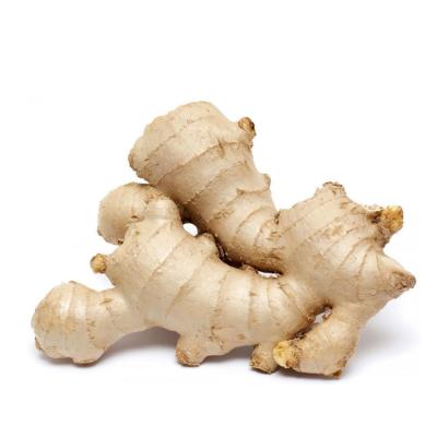 China Fresh style fresh and old Ginger Variety price of Chinese fresh dry ginger for sale