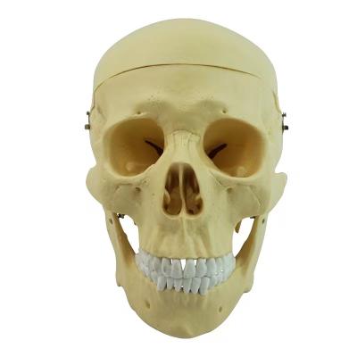 China Hospital Clinic University LYU11050 Simulation Mini Plastic Human Skull Anatomical Study Model for sale