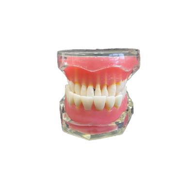 China LYU11015 School Educational Teeth Model Dismountable Dental Model for sale