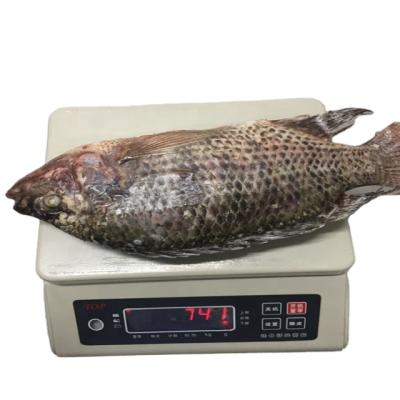 China Popular Vitamins Frozen Gutted Measured Tilapia Fish for sale