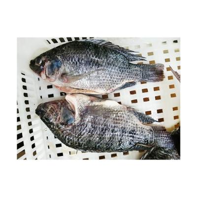 China Gutted and Measured Whole Round Tilapia Vitamins Black Tilapia Price for Sale for sale