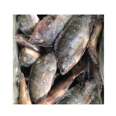 China Vitamin jelly tilapia for tilapia importers for sale