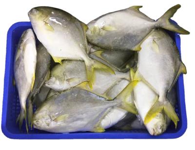 China Vitamins Frozen Golden Pompano Pompano Available With Every Size for sale