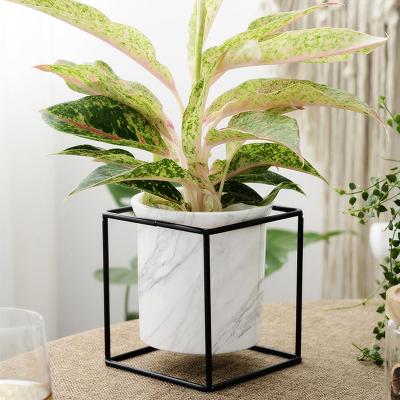 China Living room decoration modern ceramic sandstone marble pattern green plant Nordic white single pot for sale