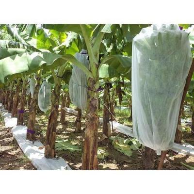 China Waterproof agriculture pp spun bond fabric spun lace fabric non woven fabric for green house and straw berry protective bag for sale