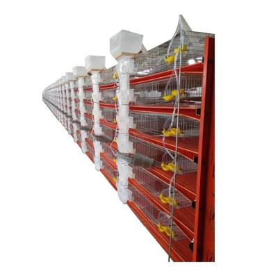 China Durable Auto Feeding Plastic Quail Cage Export To Qatar HJ-QC400B for sale