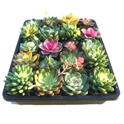 China Seed Tray Planting Wholesale Start System Nursery Plant Growing Hydroponic Plastic Seed Trays for sale