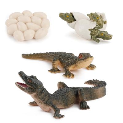 China The Crocodile Toys Science Figures Plastic Early Educational Toys Growth Life Cycle Set 16.5*13.5*3.5 for sale