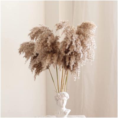 China Europe 10pcs Stipe Dried Flower Large Pampas Grass Small Pampas Reed Flower Dried Flower Wholesale Home Decoration for sale