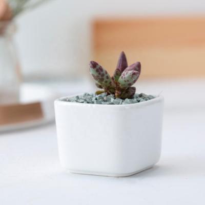 China Gardening Plant Porcelain Flower Mini Square Ceramic Succulent Flower Creative White Pot for sale