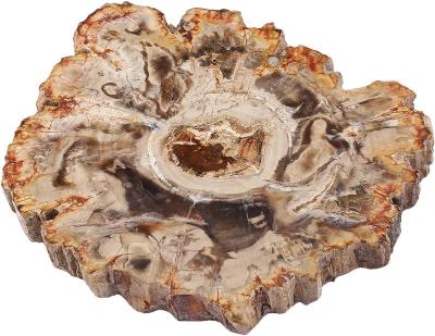 China Europe Natural Petrified Wood Slab Stone Tree Specimen Slice For Reiki Healing Home Decoration Irregular Shape for sale