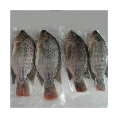 China FROZEN Frozen Gutted Measured Tilapia Wholesale Price for sale