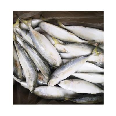 China FROZEN Indian Mackerel Fish Supplier for sale