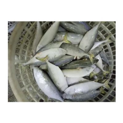 China Ground Organic Frozen Whole Round Indian Mackerel With Good Quality for sale