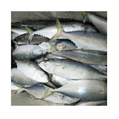 China Low Fat Frozen Indian Mackerel Fish for sale