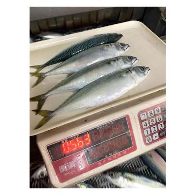 China Low-CARB Wholesale Pacific Mackerel For Canning for sale