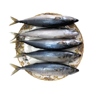 China Organic Frozen Pacific Mackerel Scomber Japonicus Fish for sale