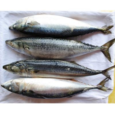 China Organic Frozen Whole Round Pacific Mackerel Fish With BQF 300-500g for sale