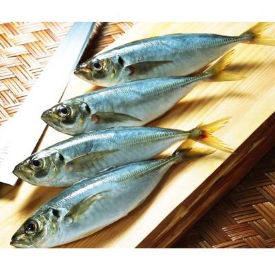 China BQF Fresh Frozen Saurels Fish Organic Hot Sale for sale