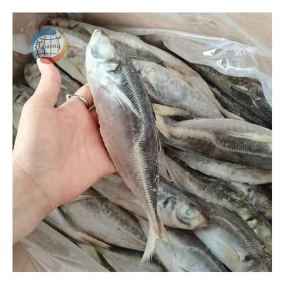 China Good Quality Low-CARB Frozen Fish Saurels for sale