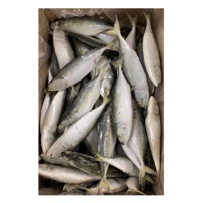 China Low-CARB Fresh Frozen Fish Indian Mackerel for sale