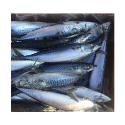 China Low Fat Frozen Atlantic Mackerel for sale