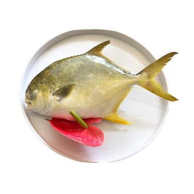 China Organic for USA Market Frozen Pompano Golden Fish for sale