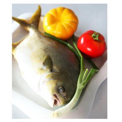 China NATURE Frozen Golden Pompano Whole Round Fish 400-600g for sale