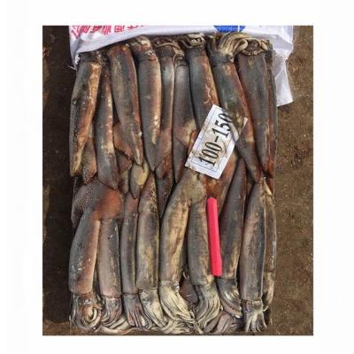 China Seafrozen Jigger Illex Whole Gluten Free Squid Round for sale