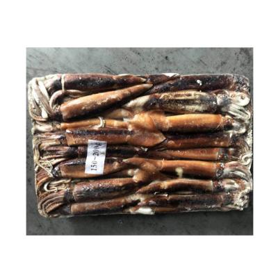 China Illex Gluten-Free Squid Whole Round for sale