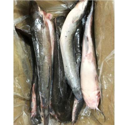 China Organic Frozen Whole Round Catfish and Catfish Fillets Products Provided for sale