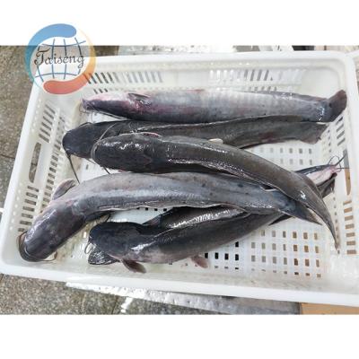 China Low-CARB 80% BQF Frozen Catfish for sale