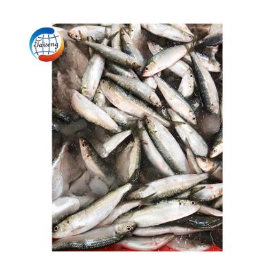 China Wholesale FROZEN Frozen Sardine Fish Sardines For Groundbait for sale