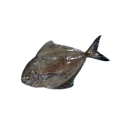 China IQF Peaches Product Type FROZEN BLACK CASTAGNEL JELLY; China frozen fish for sales; Chinese damselfish for sale