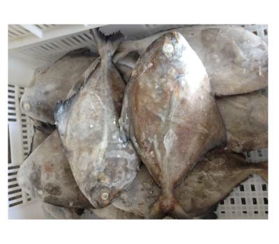 China China FROZEN IQF Black Piglet Whole Round Fish for sale