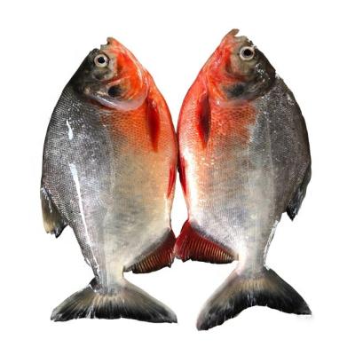 China Wholesale FROZEN Redfish Redfish for Africa for sale