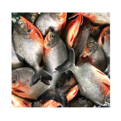 China Frozen Red Castagnoles FROZEN Red Pacu for sale