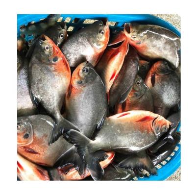 China FROZEN goldfish Pacu red damselfish for sale