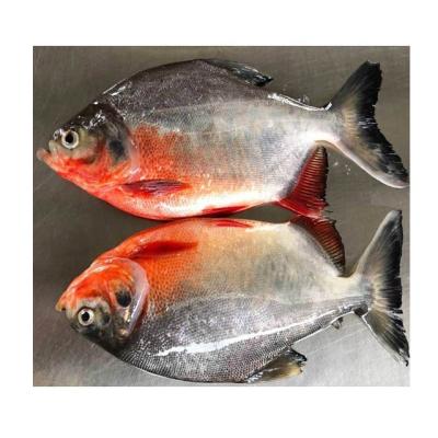 China Processor Organic Cheap Red Pigtails for sale