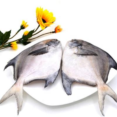 China FROZEN IQF Silvery White Piglet Whole Fish For Sale for sale