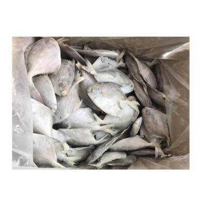 China China Ribbon Frozen Pigtail Whole Round Fish for sale