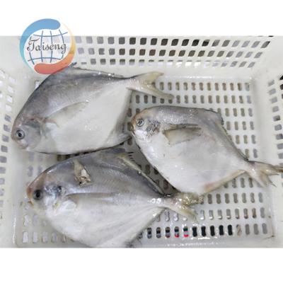 China Low-CARB Frozen Saltwater Fish Silver Pigtails for sale