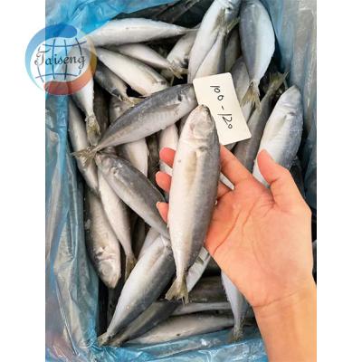 China Good Quality Low-CARB Fresh Frozen Round Scad for sale